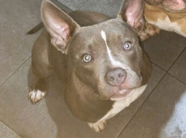 Female pocket Bully