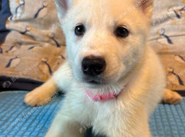 1 female White Husky Pup. Can now be walked