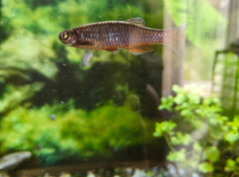 Danio needing a new home