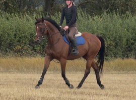 16.1h 8 year old confidence giver mare