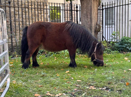 Miniature Shetland mare