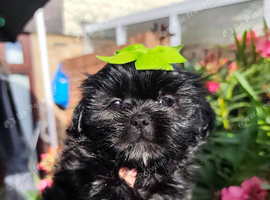 Shih tzu puppies last boy Redy Now