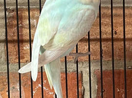 Young budgies