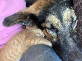 Pet drop in checks and pet sitting
