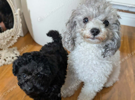 Asian toy poodle girls available