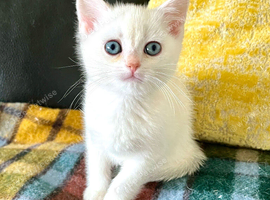 Rare Copper Silver  British Shorthair  Male