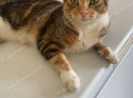 Female cat for sale