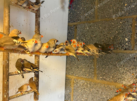 Zebra Finches