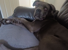 4mth male pup