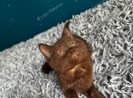 Cat for sale: Siamese and British Shorthair mix.
