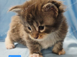 Stunning mainecoon babys