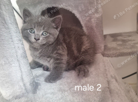 British shorthair kittens