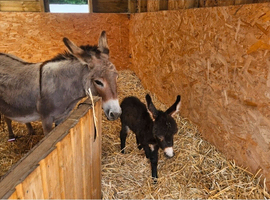 Mediterranean miniature donkey foal