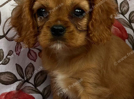 Cavalier King Charles spaniel puppy 2 boys