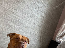 Dogue de Bordeaux for stud