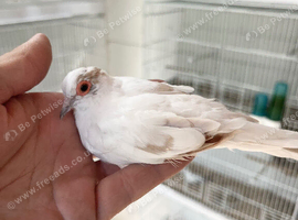 Pied diamond dove cock bird for sale