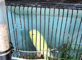 Lutino hen budgie