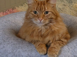 6yr old male cookie