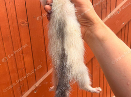 Angora baby ferrets