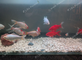 For Sale