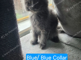 3 Beautiful Maine Coon Kittens
