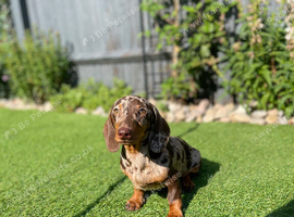 Outstanding Kennel Club registered true to size Miniature Dachshund puppy