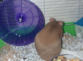 2026 Baby hamsters