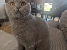 Lilac British shorthair