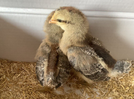 Cream Crested Legbar female chicks available