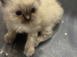 Beautiful ragdolls