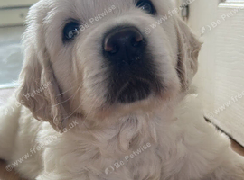 Golden retriever kc registered