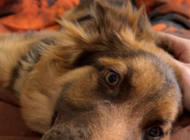 Beautiful liver and tan girl