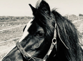 Registered Welsh Sec A Mare - Stunning Blank Canvas