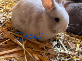 Chocolate carrier mini lop babies