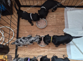 Dachshund x yorkshire terrier