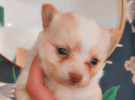 Chihuahua available to leave 10th June