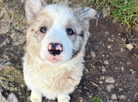 Collie pups for sale