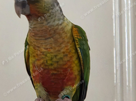 Hand reared yellowsided gcc