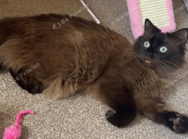 Seal mink ragdoll female