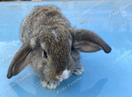 French lop for sale in London