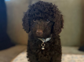 Ready to leave chocolate boy!!!