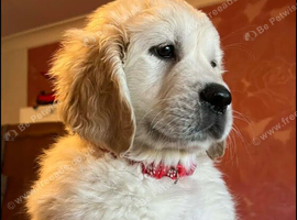 Golden Retriever Puppies
