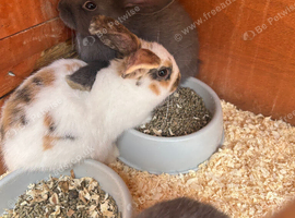 Beautiful lop babies