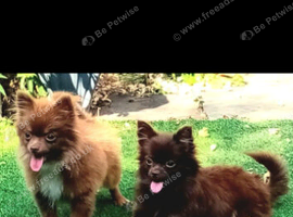 2 beautiful pomchi