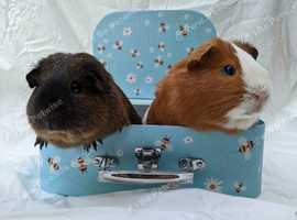 Powys Small Pet Boarding