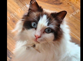 Ragdoll lady