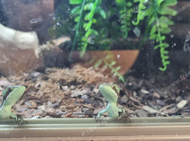 Eastern Casque Headed Iguanas