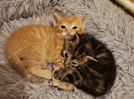 3 kittens avaliable