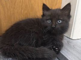 Beautiful Kitten Ragdoll & British Shorthair mix