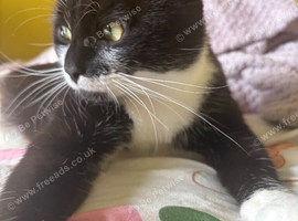One year old Male Cat looking for a new home
